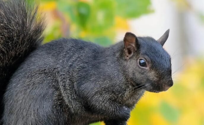 black squirrel